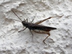 field grasshopper (Chorthippus brunneus) Kenneth Noble